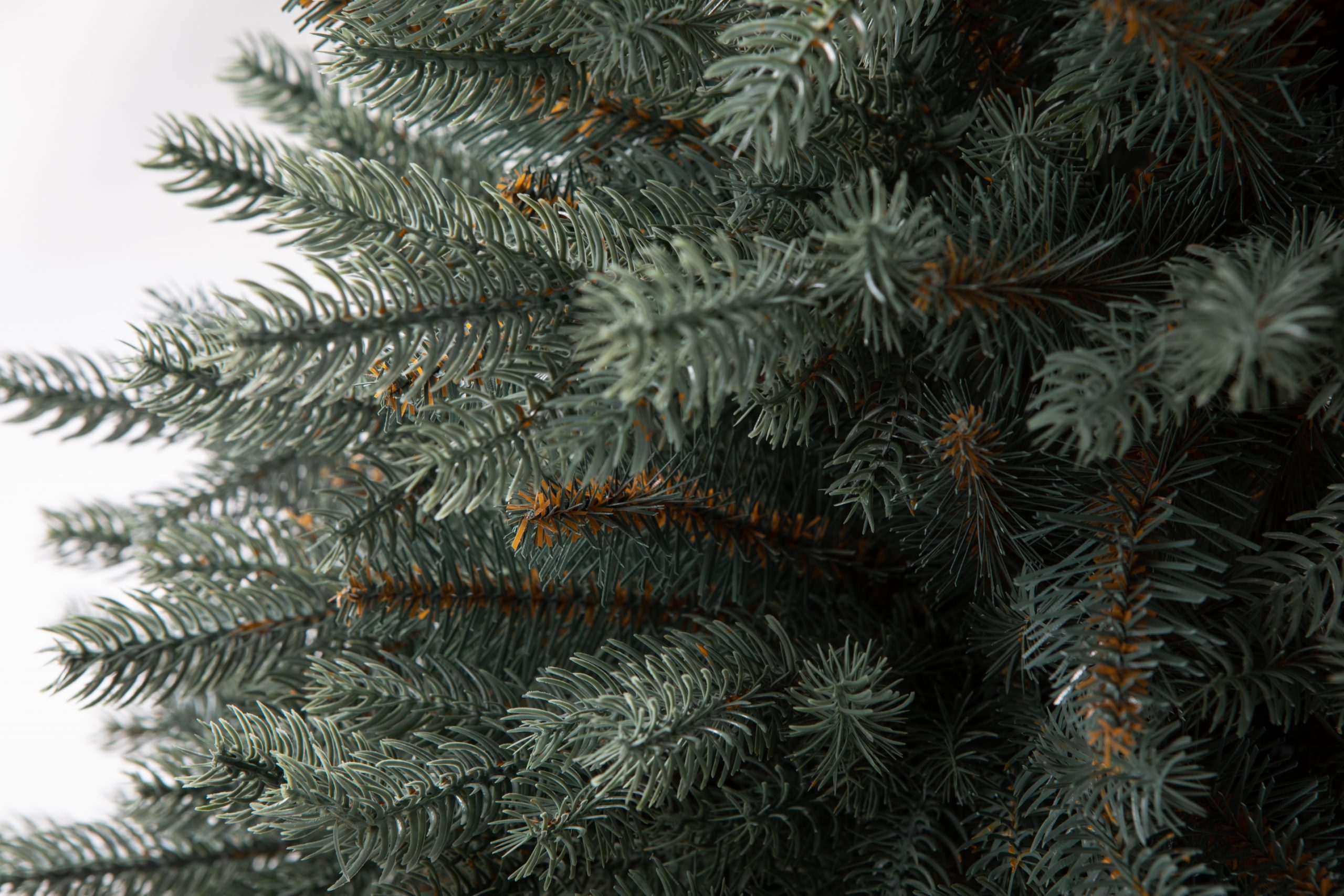 Տոնածառ SILVER SPRUCE IN POT PE , 80 սմ, Ø 58սմ