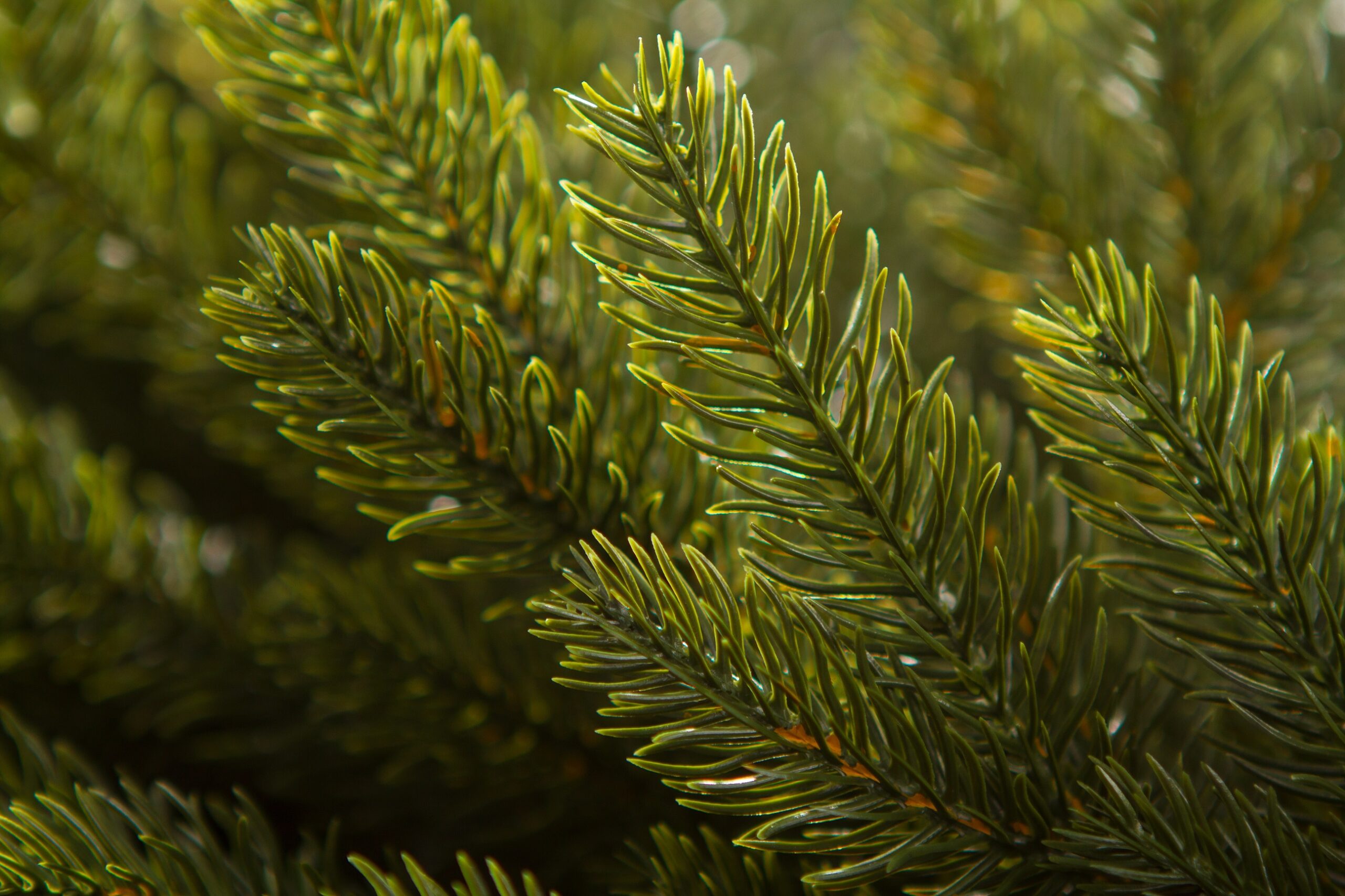 Ամանորյա օղակ SPRUCE PVC, 60 սմ