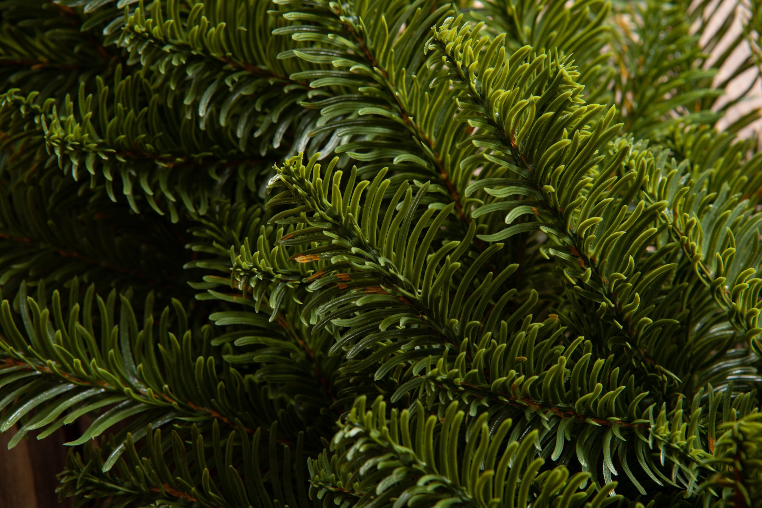 Ամանորյա օղակ FIR NOBILES PE, 60 սմ