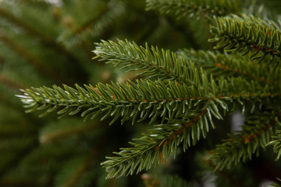 Տոնածառ SCANDINAVIAN SPRUCE PE Exclusive, 220 սմ, Ø 138սմ