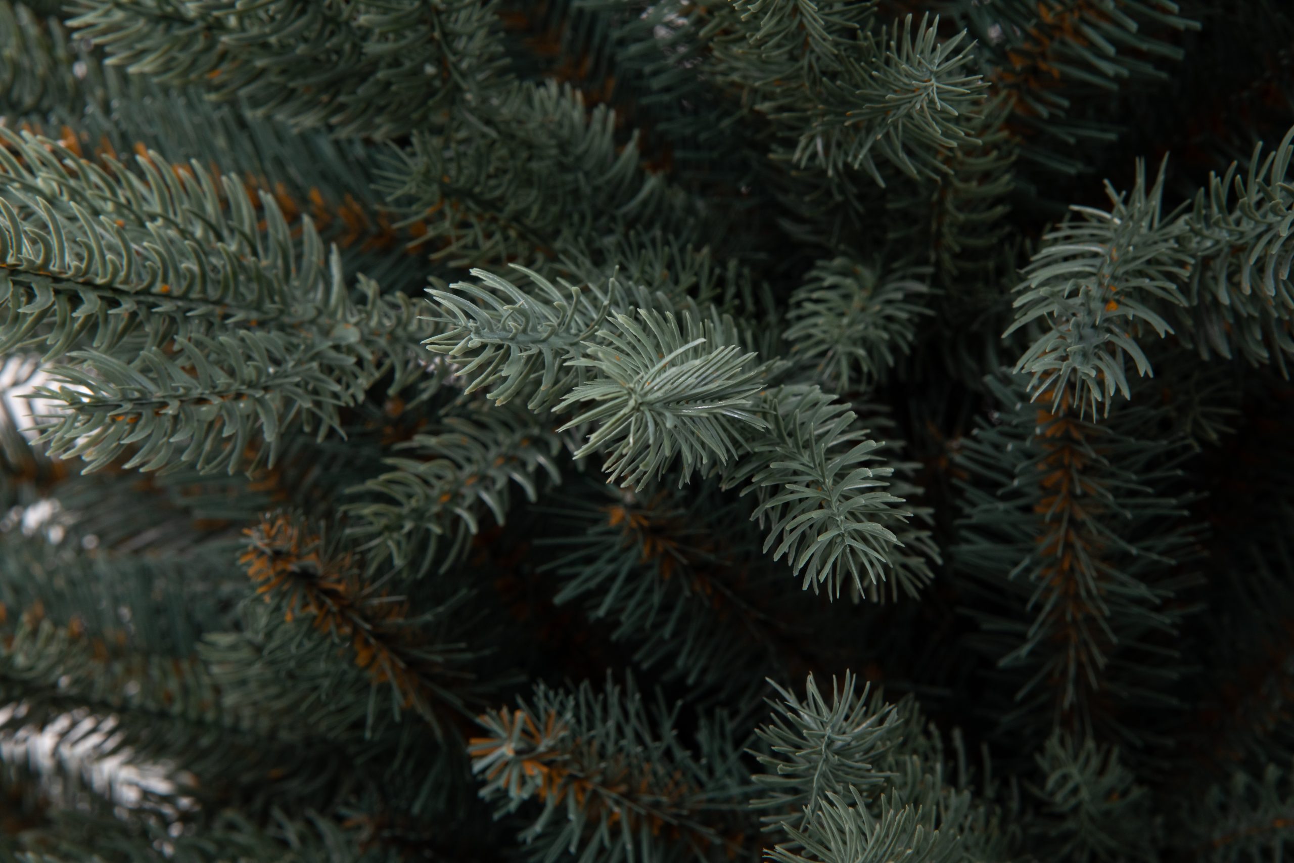 Տոնածառ SILVER SPRUCE IN POT PE , 80 սմ, Ø 58սմ