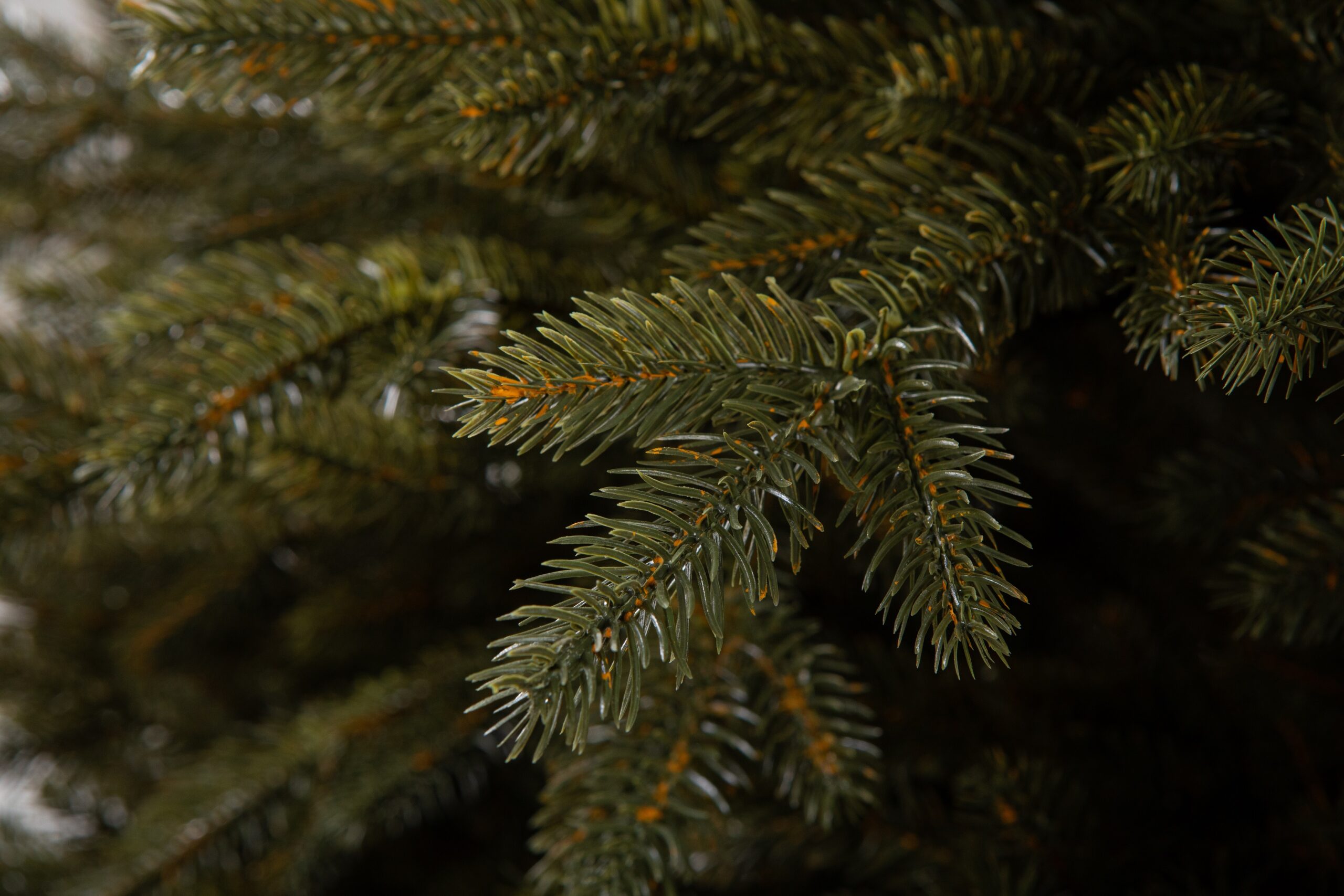 Տոնածառ CANADIAN SPRUCE 100 PE Premium, 250 սմ, Մ 156սմ