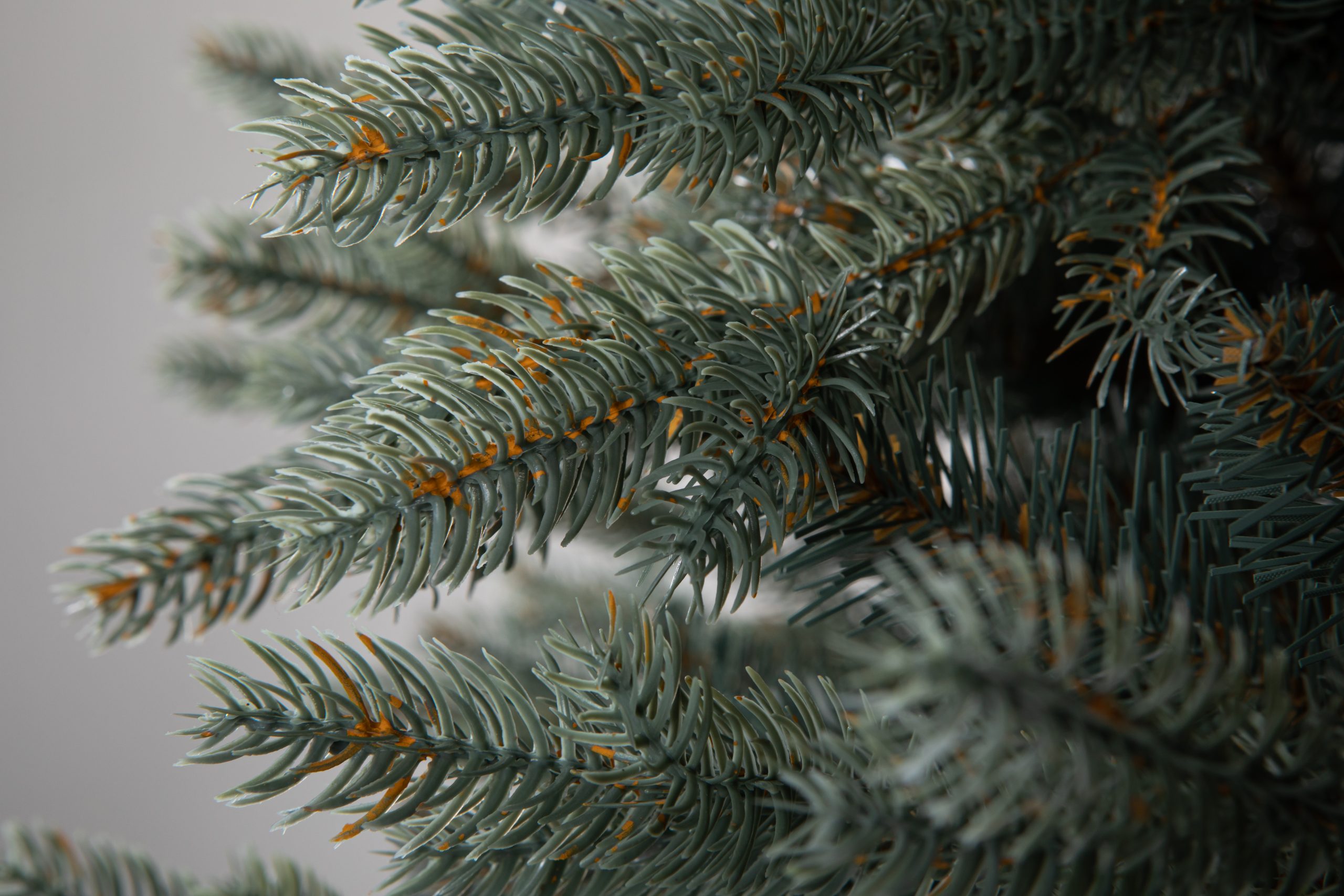 Տոնածառ Silver spruce PE Exclusive, 250 սմ, Մ 156սմ
