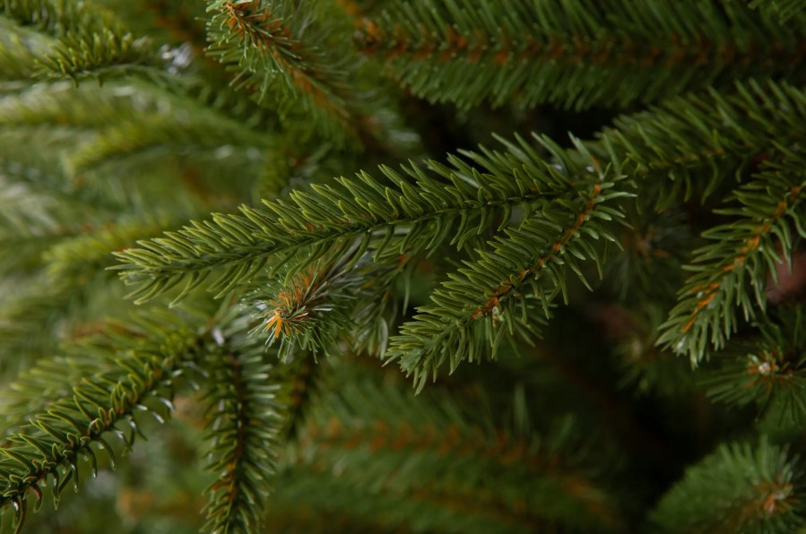 Տոնածառ SCANDINAVIAN SPRUCE PE Exclusive, 220 սմ, Ø 138սմ