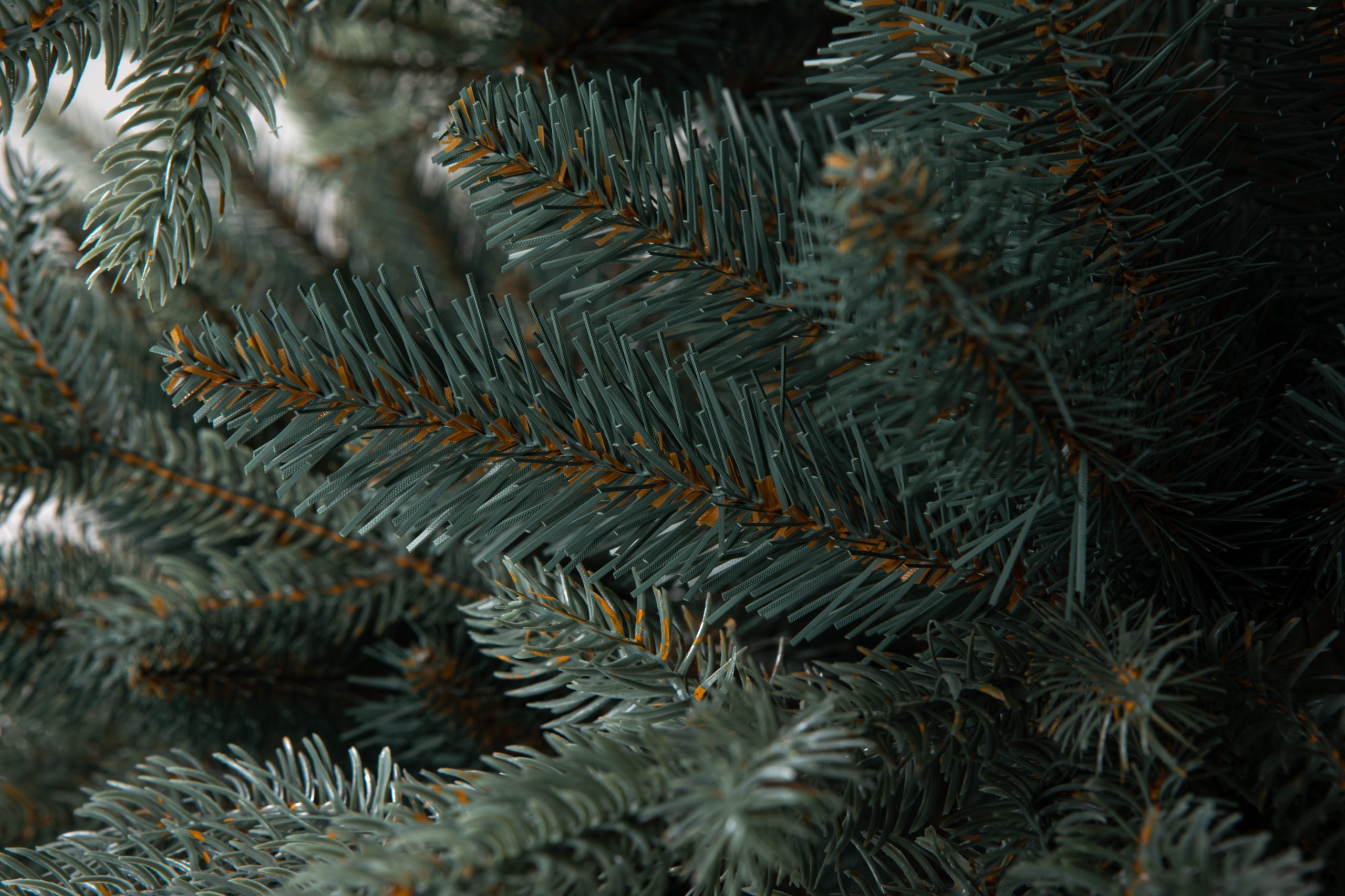 Տոնածառ Silver spruce PE Exclusive, 250 սմ, Մ 156սմ